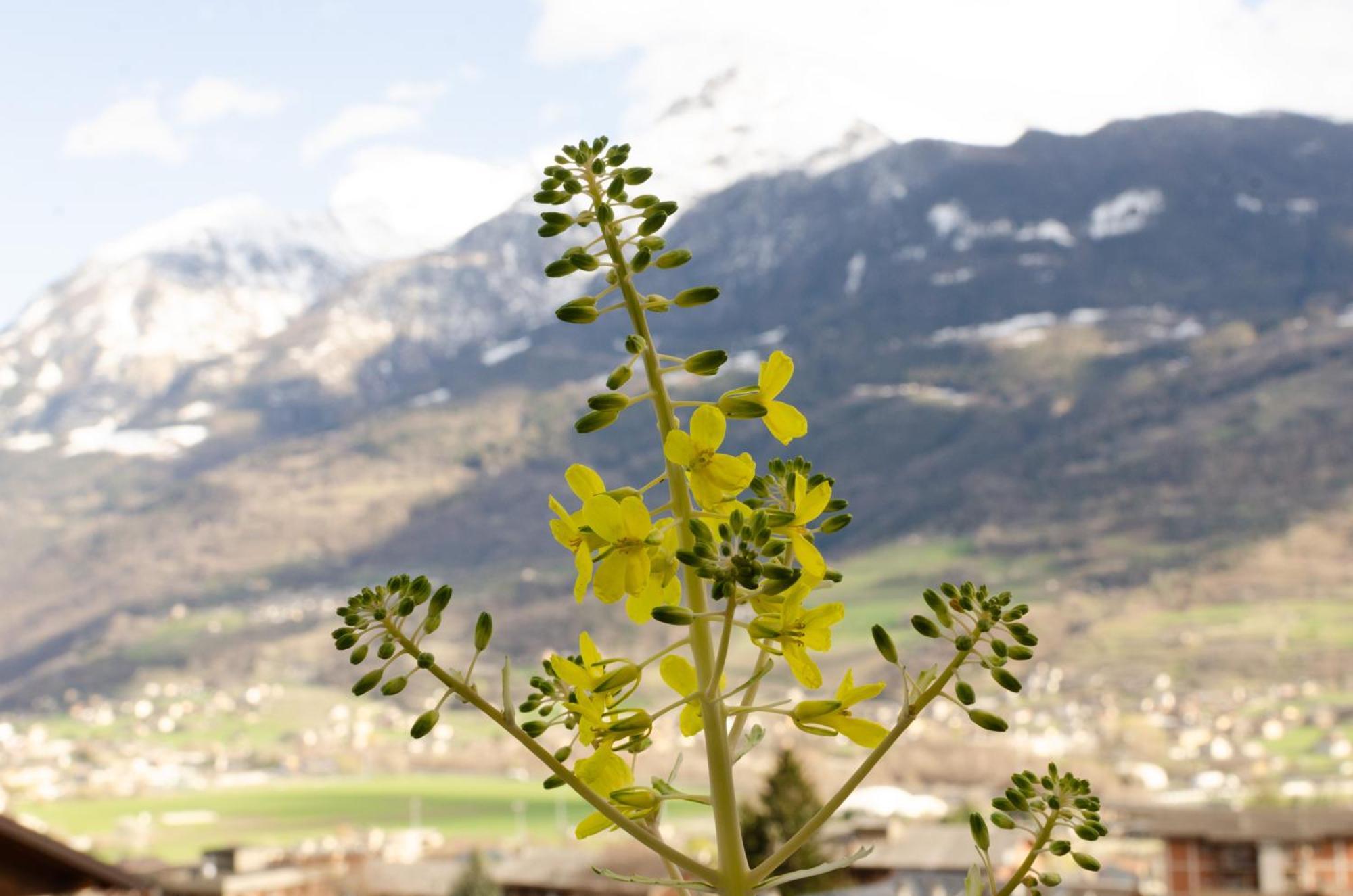 La Casa Degli Aromi - Vista Montagna E Relax Villa Aosta Exteriör bild